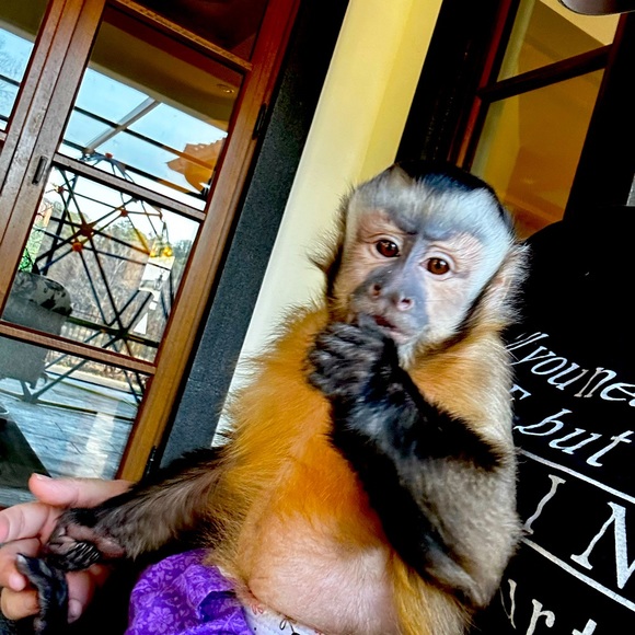 Meet your Posher, Brenda and her partner in crime Emma Rose 🐵 - Picture 6 of 14